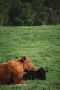 Two cows, one brown and one black, lie in a field taking a rest Royalty Free Stock Photo