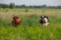 Two cows in the pasture. Brown and black-white cows. Cows look into the camera lens Royalty Free Stock Photo