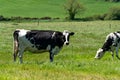 Two cows on a pasture on a spring day. Cattle. Cows grazing. Black and white cow on green grass field Royalty Free Stock Photo