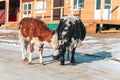 Two cows playfully fighting in a village in winter time Royalty Free Stock Photo