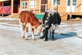 Two cows playfully fighting in a village in winter time Royalty Free Stock Photo