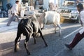 Two cows quarrel on the street of India Royalty Free Stock Photo