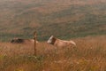 Two cows resting on free range dairy farm pasture land behind the protective electric wire fence Royalty Free Stock Photo