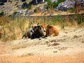 Two cows resting on the ground