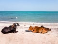 Two cows resting on a white sand beach Royalty Free Stock Photo