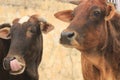 Two cows in Rishikesh, India Royalty Free Stock Photo