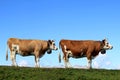 Two cows in a row in the mountains of Switzerland