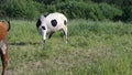 Two cows run and swatting at horseflies in pasture