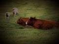 Two Cows Sitting In A Field With Sheep, @ Crookham, Northumberland Royalty Free Stock Photo