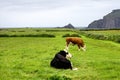 Two cows at Slea Head Drive Dingle peninsula, Kerry, Ireland Royalty Free Stock Photo