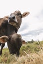 Two cows stand together and grazing at meadow Royalty Free Stock Photo