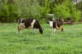 Two Cows Standing In Farm Pasture. Shot Of A Herd Of Cattle On A Dairy Farm.