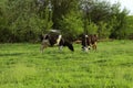 Two Cows Standing In Farm Pasture. Shot Of A Herd Of Cattle On A Dairy Farm. Royalty Free Stock Photo