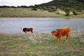 Two cows standing in a field with pond in background Royalty Free Stock Photo