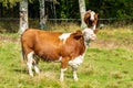 Two cows standing in a green pasture in bright sunlight Royalty Free Stock Photo