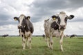 Two cows standing in a pasture, black and white, Holstein Friesian, under a blue sky and a faraway straight horizon Royalty Free Stock Photo