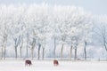 Two cows standing in the snow