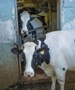 Two Cows Staring Royalty Free Stock Photo