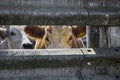 Cows staring through fence