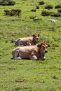 Cows sunbathing in Asturias Royalty Free Stock Photo