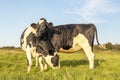 Two cows at sunset, friendship love together cuddling in a green field under a  blue sky and some evening sun Royalty Free Stock Photo