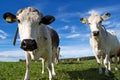 Two cows in swedish field on blue sky background Royalty Free Stock Photo