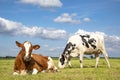 Two cows are together in the field, one grazing and the other lying down Royalty Free Stock Photo