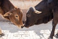 Two cows touch noses and kiss on the streets of Rishikesh, India