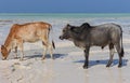 Two cows on tropical beach. Grey and brown cows on Zanzibar coast. Cow and calf drink salt water against Indian Ocean background. Royalty Free Stock Photo