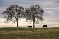 Two cows under an oak tree at sunset in a field Royalty Free Stock Photo