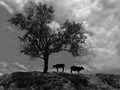 Two cows under a tree