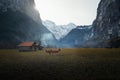 Two cows in a valley in the middle of Alps Mountains - Lauterbrunnen, Switzerland Royalty Free Stock Photo