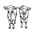 Two Cows Vector illustration