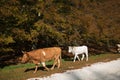 Two cows walking in the autumn forest in the park of Monte Cucco Royalty Free Stock Photo