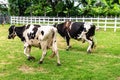 Two cows walking in a field inside a ranch. Royalty Free Stock Photo