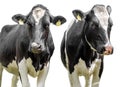 Two cows on a white background Royalty Free Stock Photo