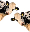 Two cows on a white background Royalty Free Stock Photo