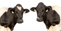 Two cows on a white background Royalty Free Stock Photo