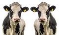 Two cows on a white background isolated Royalty Free Stock Photo