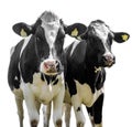 Two cows on a white background Royalty Free Stock Photo