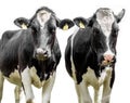 Two cows on a white background Royalty Free Stock Photo