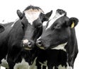 Two cows on white background Royalty Free Stock Photo