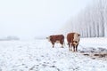 Two cows on winter pasture Royalty Free Stock Photo