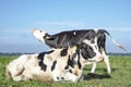 Two cows, young cow does moo, head raised, one other cow lies in front, black and white, in a pasture, blue background Royalty Free Stock Photo