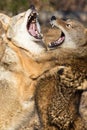Two coyote fighting by standing up Royalty Free Stock Photo