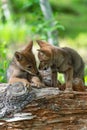 Two Coyote Pups Canis latrans Interact on Log Summer Royalty Free Stock Photo