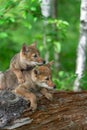 Two Coyote Pups Canis latrans Lie on Top of Each Other Looking Right on Log Summer Royalty Free Stock Photo