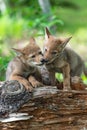 Two Coyote Pups Canis latrans Share Piece of Meat on Log Summer Royalty Free Stock Photo