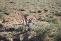 Two 2 coyote pups Royalty Free Stock Photo