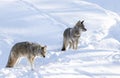 Two coyotes Canis latrans on white background walking and hunting in the winter snow Royalty Free Stock Photo